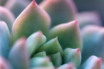 Succulent plants on a terrace in Bogota Colombia