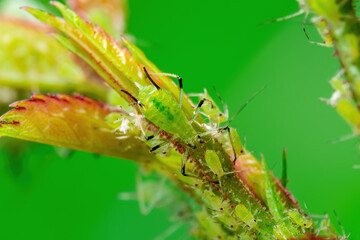 Aphid Colony Close-up. Greenfly or Green Aphid Garden Parasite Insect Pest Macro on Green Background