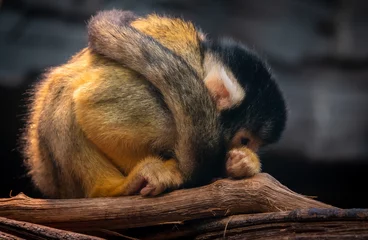 Poster furry small squirrel monkey curled up in a ball, thinking about life © Maik