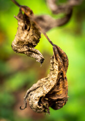 Dry dead autumn leaves in a swiss forest