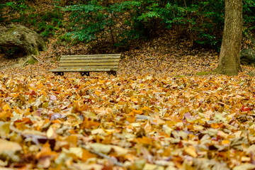 冬の公園のベンチ風景