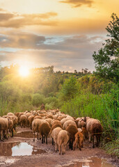 flock of sheep moving to pasture at sunset with the shepherd ahead in Portugal.