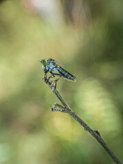 blue dragonfly on a branch