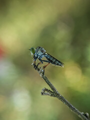 dragonfly on a branch