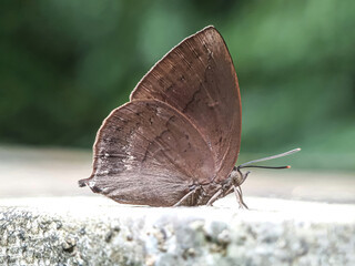 butterfly on the ground