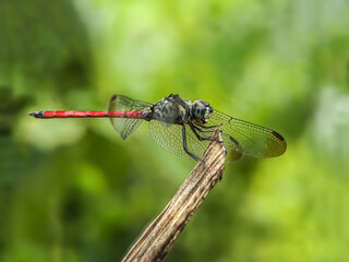 dragonfly on a green leaf