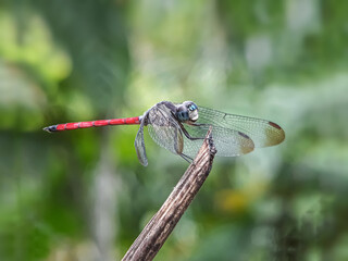 dragonfly on a branch