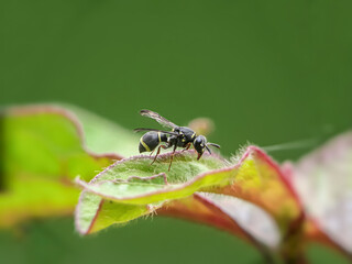 fly on leaf