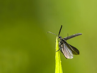 dragonfly on a leaf