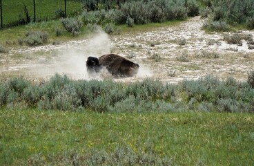 Buffalo rolling in the grass