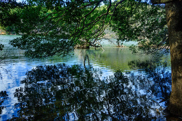 水面に映り込む樹木