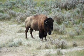 bison in park national park