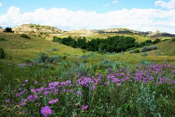 meadow with purple flowers