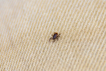 adult male ixodid tick - a blood-sucking parasite - a carrier of dangerous diseases crawls on clothes
