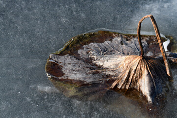 Dried lotus leaves in ice