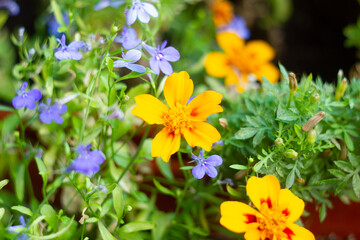 yellow and blue flowers