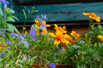 flowers in the garden