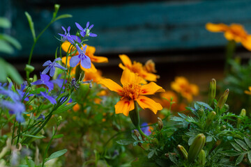 flowers in the garden