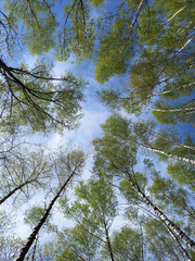 Forest. Birches against a blue sky with white clouds. Birch Grove.