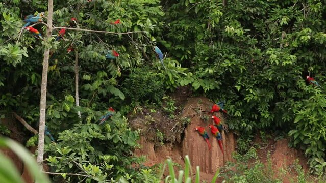 Macaws feeding on clay lick in Chuncho Clay Lick/ Tambopata close to Manu National Park in Peru Amazon basin