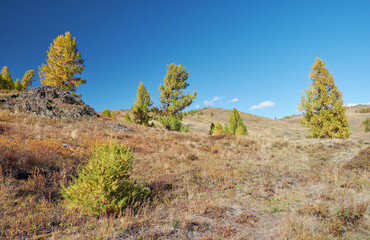 Eshtykel plateau with larch trees in autumn season.