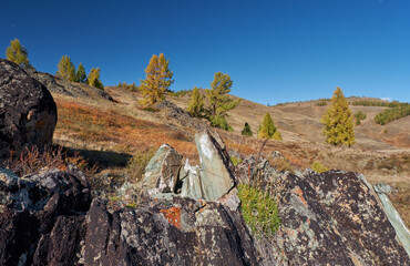 Altai autumn landscape with stones on foreground and hills with larch trees on background.