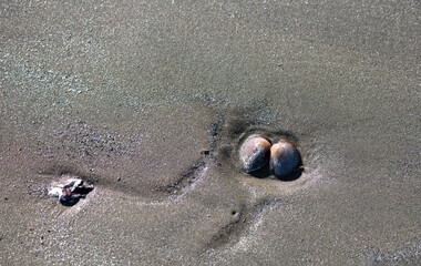 Insects are traces of life on the sand where the sea water has fallen