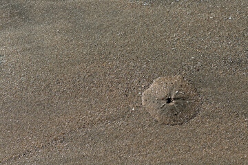 Traces of worm nests on the sand with seawater gone