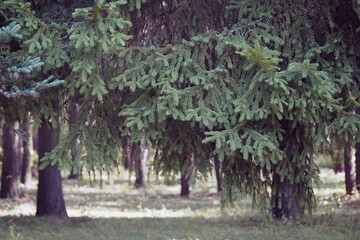 Coniferous forest in summer, sunny weather.
