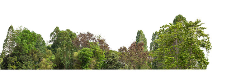 Obraz premium Green Trees isolated on white background.are Forest and foliage in summer for both printing and web pageswith cut path and alpha channel