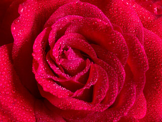 Red Rose Flower Macro background