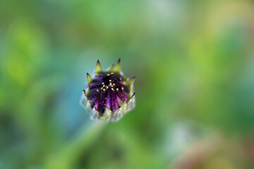 Close up of a bud