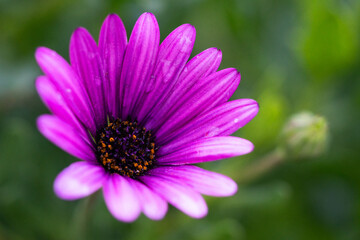 Fototapeta premium daisy flower