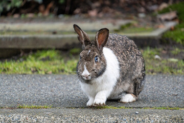 close up of a cute grey rabbit with white chest fur sitting on the ground in the park