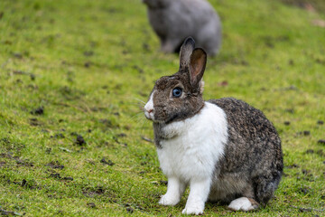 Fototapeta premium close up portrait of a cute grey rabbit with white chest fur sitting on the grasses in the park