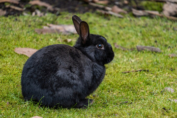 close up of a cute black rabbit sitting on green grasses in the park