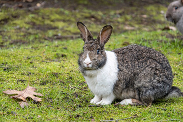 close up portrait of a cute grey rabbit with white chest fur sitting on the grasses in the park