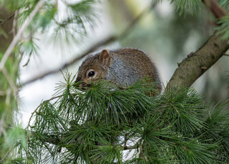 close up of a cute furry grey squirrel resting on the pine tree branch