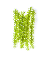 Sea grapes ( green caviar ) seaweed on white background