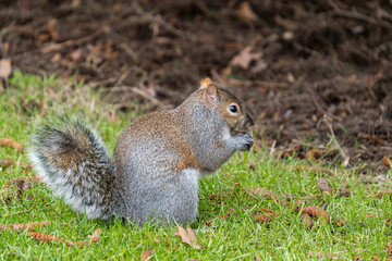 close up of a cute furry grey squirrel eating something on the green grass field in the park