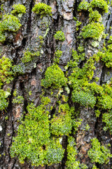 background texture of a wet and cracked tree trunk filled with small matches of green mosses.