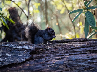 close up of a cute furry grey squirrel eating something on top of a tree trunk laying in the park