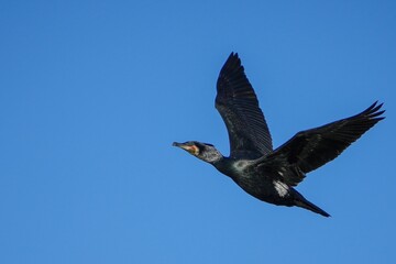 青空バックに悠然と飛ぶ繁殖期のカワウ