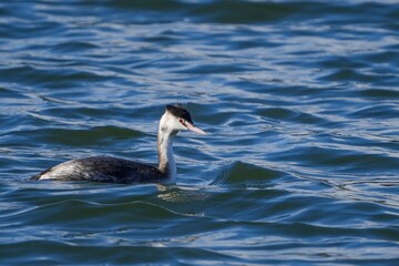 青空映す水面をのんびり泳ぐカンムリカイツブリ