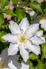 A large clematis flower with petals of a soft purple hue on a sunny day, close-up