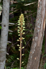 オニノヤガラ（北海道・層雲峡）
