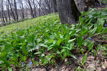 ギョウジャニンニク（北海道・旭川市）
