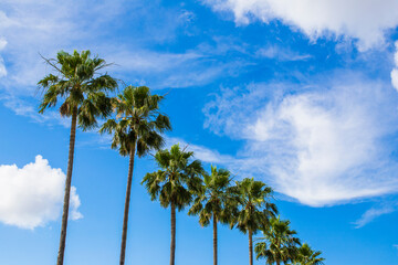 Naklejka premium 夏の空
