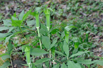 コウライテンナンショウ（北海道・知床）
