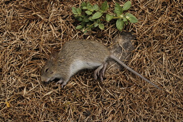 Mice on the ground